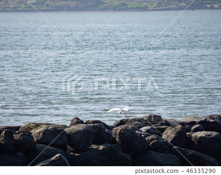 above,animal,animals,ardeidae family,asia,avian,ba 46335290