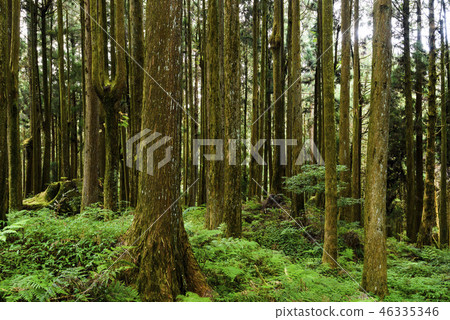 beautiful green forest background beautiful green forest background 46335346