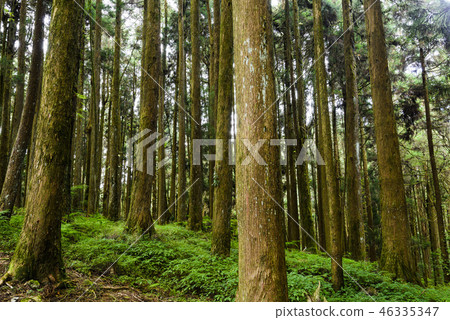 beautiful green forest background beautiful green forest background 46335347