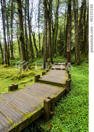 wooden walkway through in forest at morning wooden walkway through in forest at morning 46335348