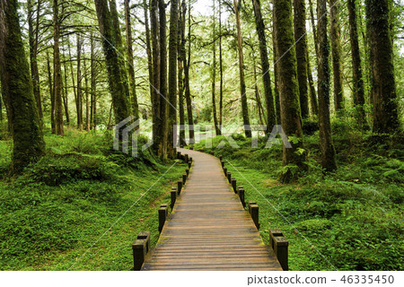 wooden walkway through in forest at morning wooden walkway through in forest at morning 46335450