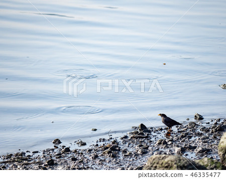 above,animal,animals,ardeidae family,asia,avian,ba 46335477