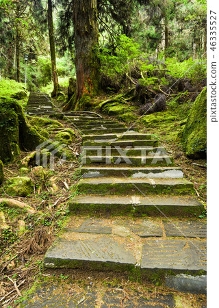 Stone stair in green forest 46335527