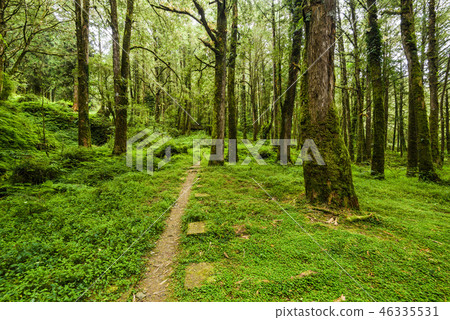 path in green forest 46335531