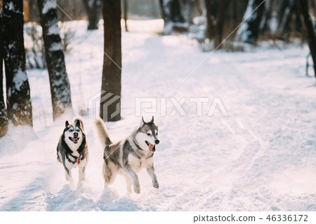 Happy Siberian Husky Dogs Running Together Outdoor In Snowy Park Happy Siberian Husky Dogs Running Together Outdoor In Snowy Park 46336172