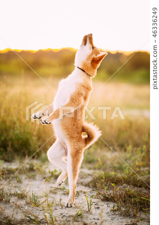 Young Red Shiba Inu Puppy Dog Jumping Outdoor During Sunset. 46336249