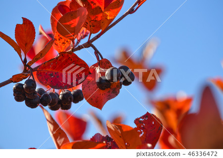 Black chokeberry (Aronia melanocarpa). Red leaves Black chokeberry (Aronia melanocarpa). Red leaves 46336472