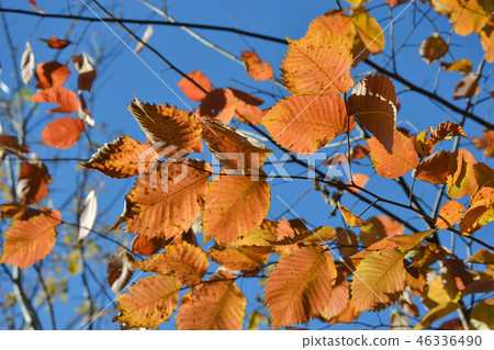 Beautiful autumn multicolored hazel leaves. Beautiful autumn multicolored hazel leaves. 46336490
