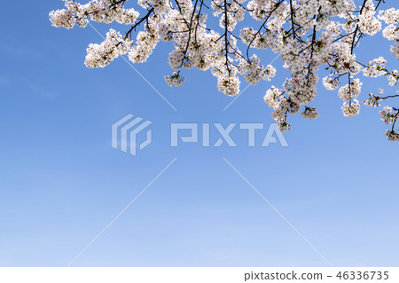 Cherry Blossom 46336735