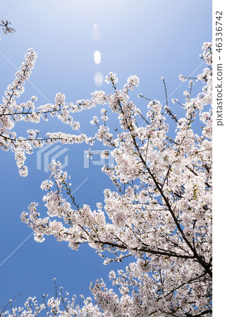 Cherry Blossom 46336742