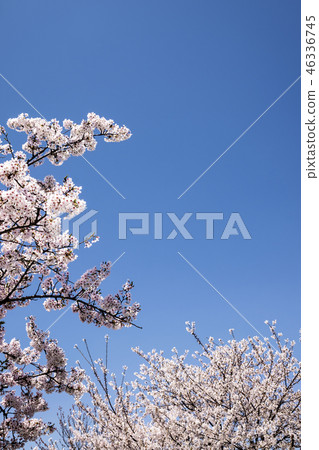 Cherry Blossom 46336745