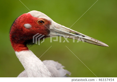 Close up of Sarus Crane (Grus Antigone) Close up of Sarus Crane (Grus Antigone) 46337454