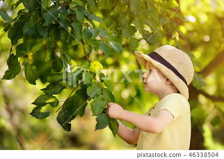 Little boy picking apples from tree. 46338504