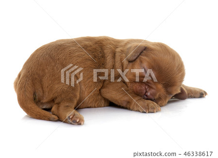 newborn cavalier king charles newborn cavalier king charles 46338617