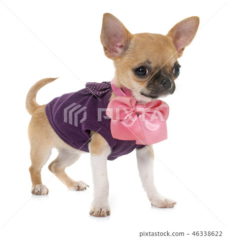 Dressed Puppy Shorthair Chihuahua Stock Photo 46338622 Pixta