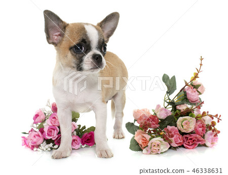 puppy shorthair chihuahua puppy shorthair chihuahua 46338631