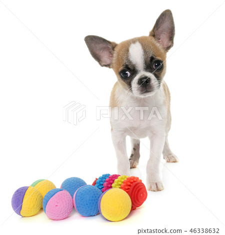 puppy shorthair chihuahua puppy shorthair chihuahua 46338632