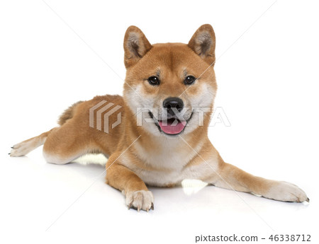 young shiba inu young shiba inu 46338712