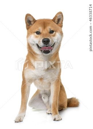 young shiba inu