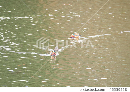 Oshidori Kawamura Memorial Museum of Art 46339338