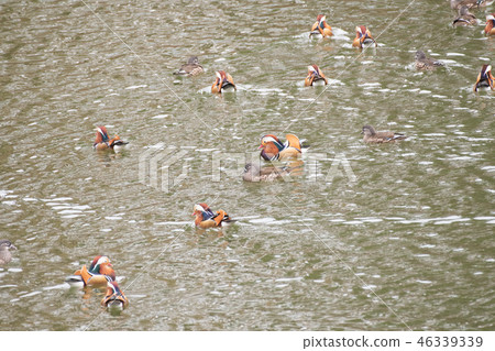 Oshidori Kawamura Memorial Museum of Art 46339339