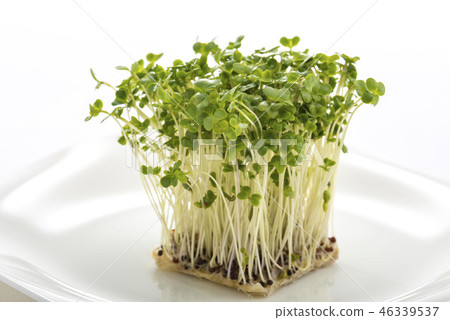 Shellfish Daikon 46339537