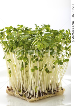 貝類Daikon 46339541