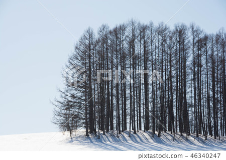 Snowy hill and larch forest Mikasa 46340247
