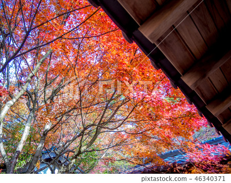  [靜岡縣伊豆市]日本庭園的秋葉[Shuzenji Rainbow Village] 46340371
