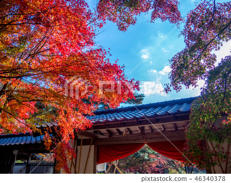  [靜岡縣伊豆市]日本庭園的秋葉[Shuzenji Rainbow Village] 46340378