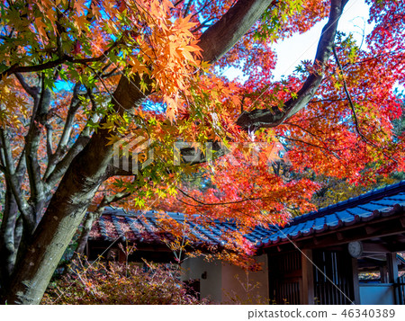  [靜岡縣伊豆市]日本庭園的秋葉[Shuzenji Rainbow Village] 46340389