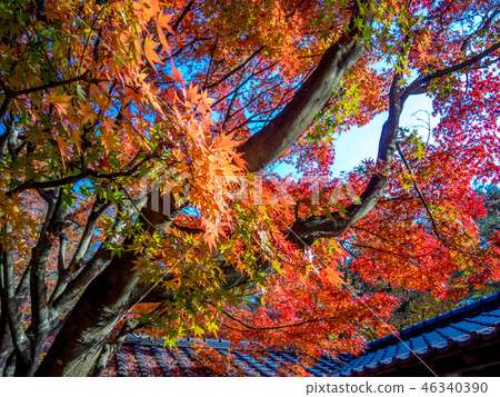  [靜岡縣伊豆市]日本庭園的秋葉[Shuzenji Rainbow Village] 46340390