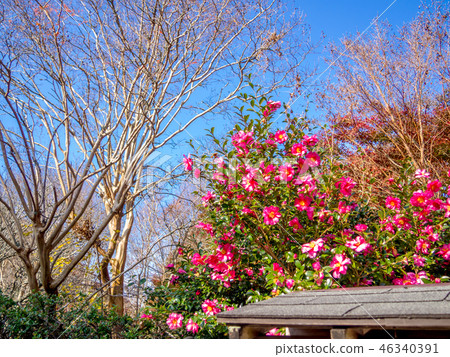  [靜岡縣伊豆市]日本庭園的秋葉[Shuzenji Rainbow Village] 46340391
