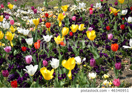 Flower garden 46340951