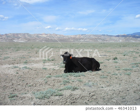 American Wilderness Cattle 46341013