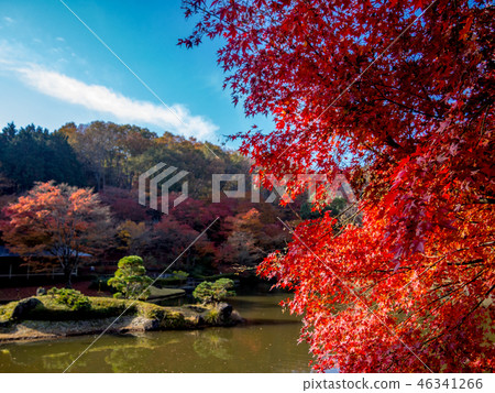  [靜岡縣伊豆市]日本庭園的秋葉[Shuzenji Rainbow Village] 46341266