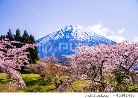 (Shizuoka Prefecture) Sakura and Mt. Fuji in full bloom 46341486