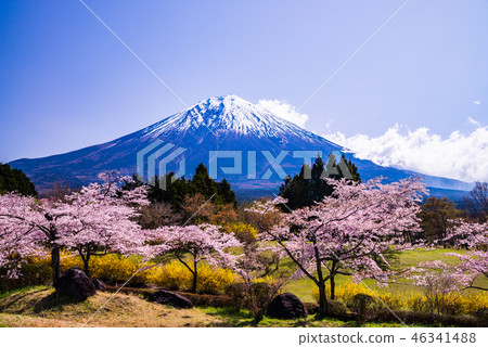 (Shizuoka Prefecture) Sakura and Mt. Fuji in full bloom 46341488
