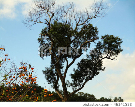 新竹縣寶山北埔峨嵋湖獅頭山南庄 46341558