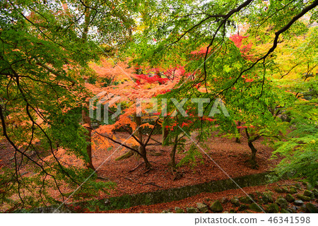 Yoro Park Autumn leaves Yoro Park Autumn leaves 46341598