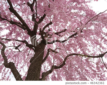 Kotobuki,垂枝櫻花 Kotobuki,垂枝櫻花 46342361