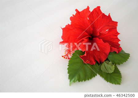 Hibiscus Hibiscus 46342500