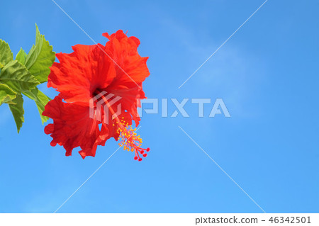 Hibiscus Hibiscus 46342501
