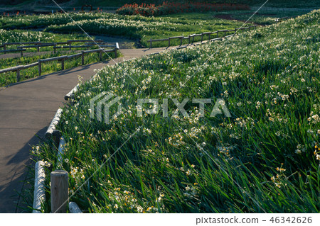 (Shizuoka Prefecture) Narcissus blooming, Minami-Izu nail Kigasaki 46342626