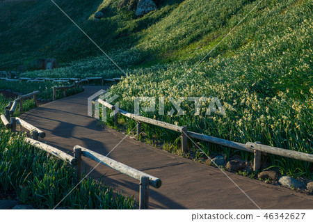 (Shizuoka Prefecture) Narcissus blooming, Minami-Izu nail Kigasaki 46342627