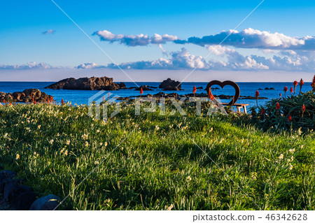 (Shizuoka Prefecture) Narcissus blooming, Minami-Izu nail Kigasaki 46342628