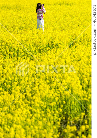 強姦花仙子 46342673