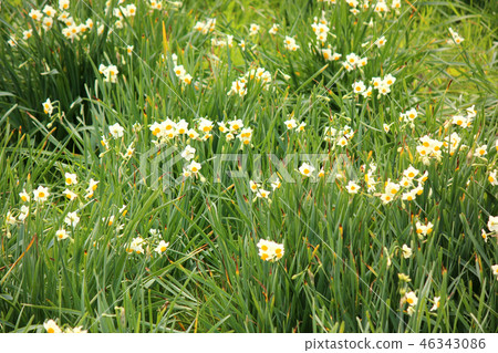 Narcissus in Boso Peninsula in full bloom (2) 46343086