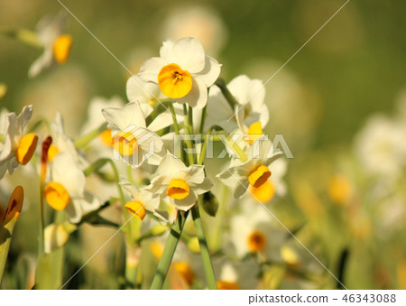 Narcissus in Boso Peninsula in full bloom (4) 46343088