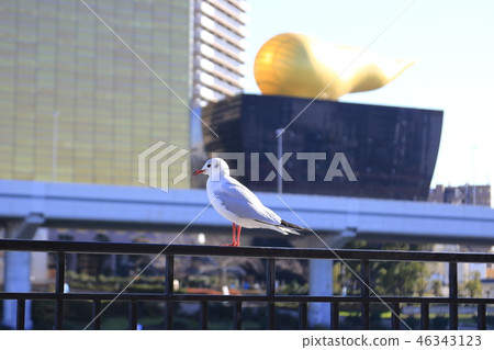 Seagull in Sumida Park 46343123